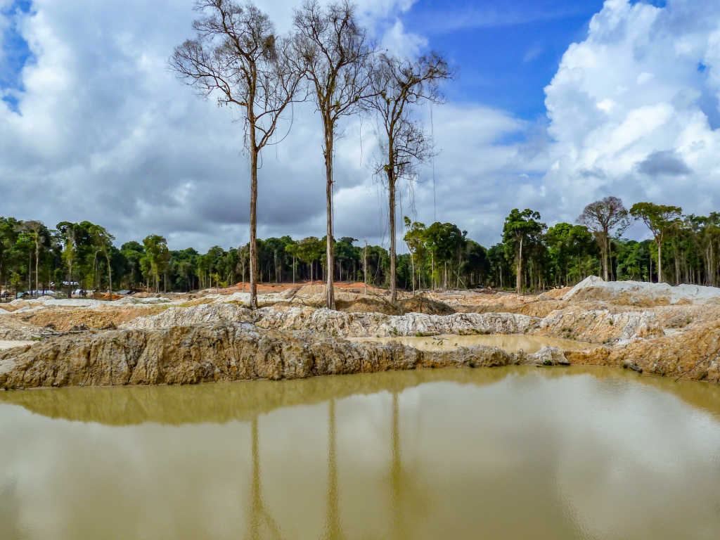 The Unseen Effects Of Deforestation Vidss