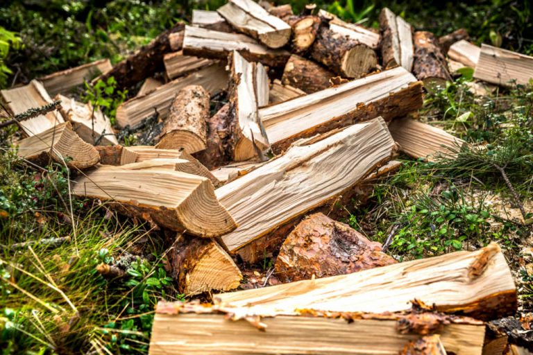 The Unseen Effects Of Deforestation Vidss